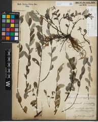 Foto von Salix repens subsp. repens L.